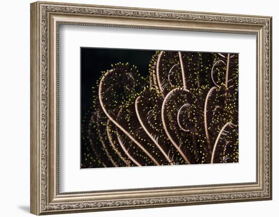 Tentacle of a Haarstern, Lamprometra Palmata, Russell Islands, the Solomon Islands-Reinhard Dirscherl-Framed Photographic Print