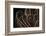 Tentacle of a Haarstern, Lamprometra Palmata, Russell Islands, the Solomon Islands-Reinhard Dirscherl-Framed Photographic Print