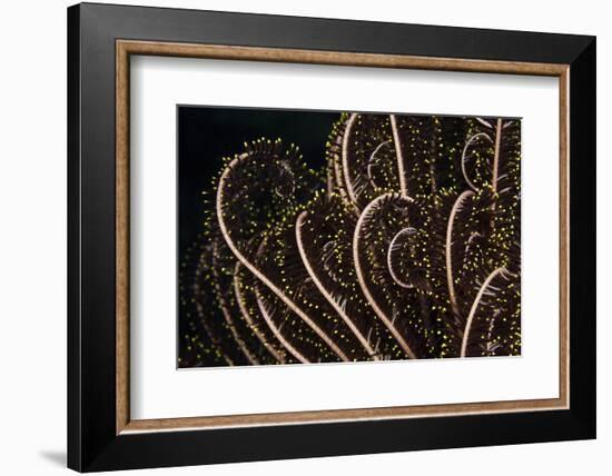 Tentacle of a Haarstern, Lamprometra Palmata, Russell Islands, the Solomon Islands-Reinhard Dirscherl-Framed Photographic Print