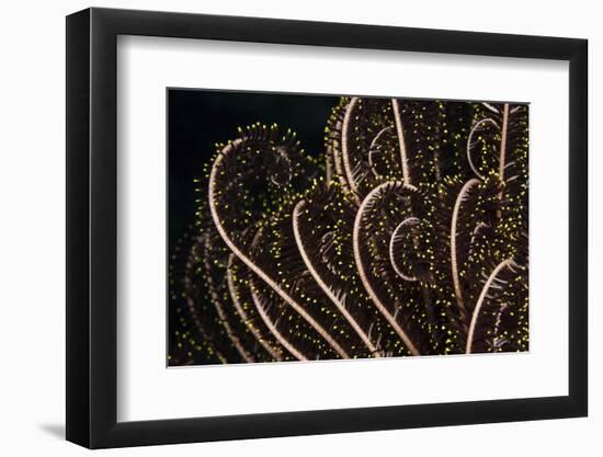 Tentacle of a Haarstern, Lamprometra Palmata, Russell Islands, the Solomon Islands-Reinhard Dirscherl-Framed Photographic Print