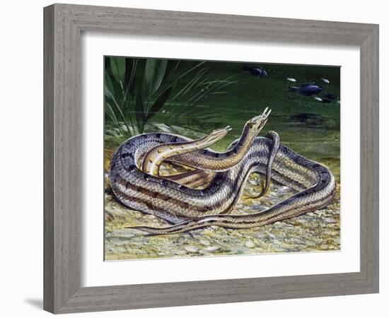 Tentacled Snake (Erpeton Tentaculatum), Colubridae, Drawing-null-Framed Giclee Print