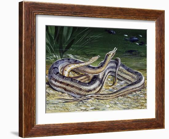 Tentacled Snake (Erpeton Tentaculatum), Colubridae, Drawing-null-Framed Giclee Print