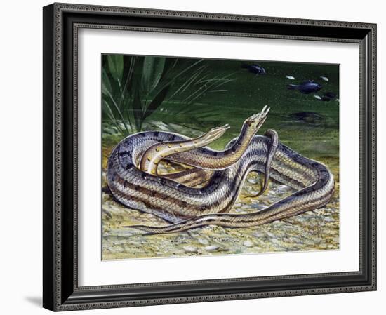 Tentacled Snake (Erpeton Tentaculatum), Colubridae, Drawing-null-Framed Giclee Print