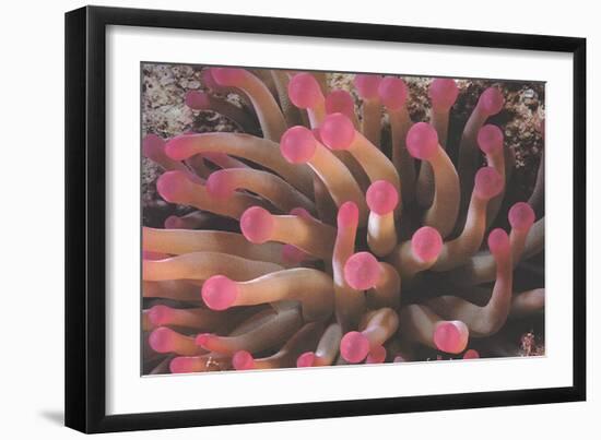 Tentacles of Giant Anemone Stoichactis-Leni Riefenstahl-Framed Lithograph