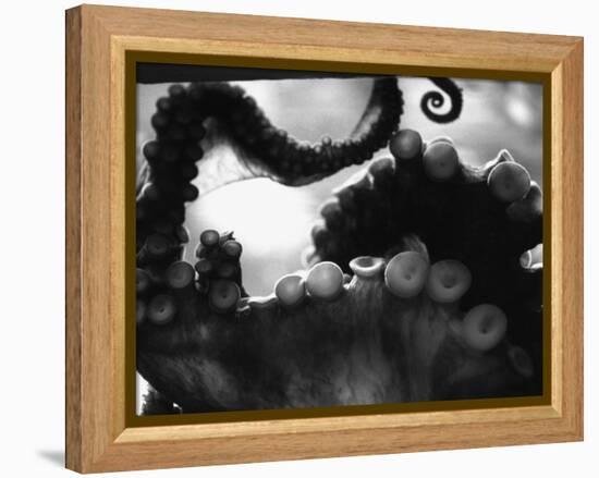 Tentacles of Octopus-Henry Horenstein-Framed Premier Image Canvas