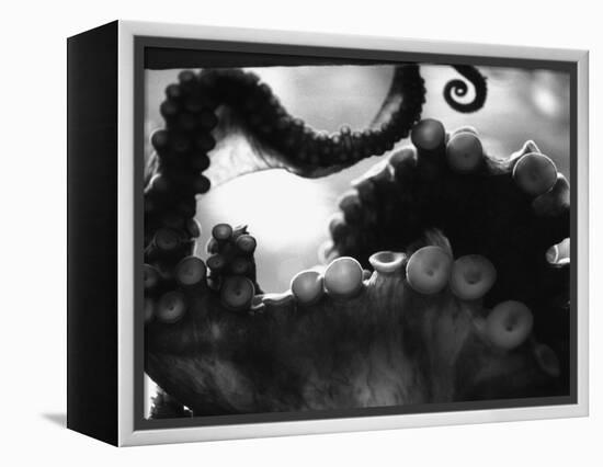 Tentacles of Octopus-Henry Horenstein-Framed Premier Image Canvas