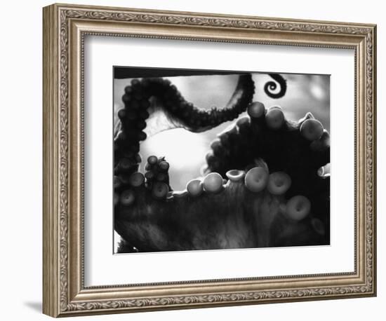 Tentacles of Octopus-Henry Horenstein-Framed Photographic Print