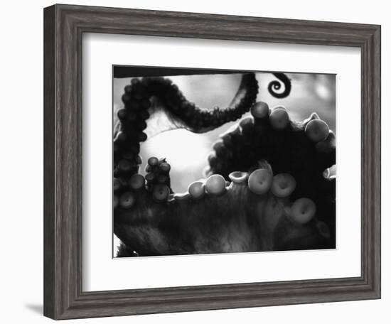 Tentacles of Octopus-Henry Horenstein-Framed Photographic Print