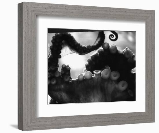 Tentacles of Octopus-Henry Horenstein-Framed Photographic Print