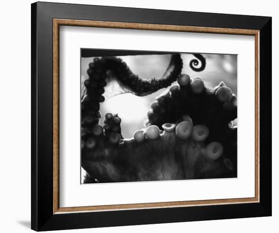 Tentacles of Octopus-Henry Horenstein-Framed Photographic Print