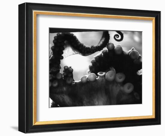 Tentacles of Octopus-Henry Horenstein-Framed Photographic Print