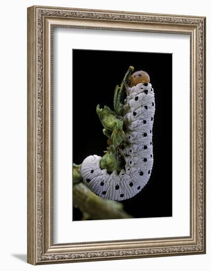 Tenthredo Neobesa (Common Sawfly, Tenthredinid Sawfly) - Larva-Paul Starosta-Framed Photographic Print