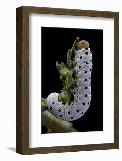 Tenthredo Neobesa (Common Sawfly, Tenthredinid Sawfly) - Larva-Paul Starosta-Framed Photographic Print