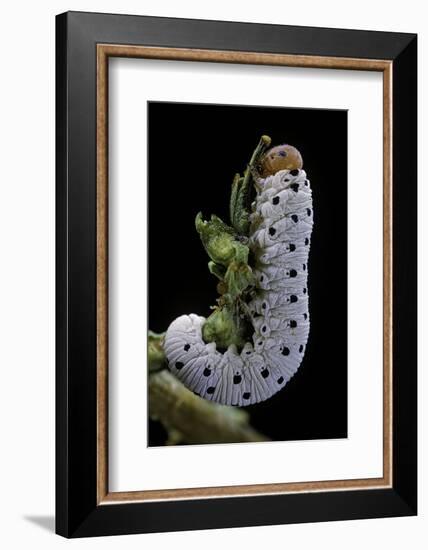 Tenthredo Neobesa (Common Sawfly, Tenthredinid Sawfly) - Larva-Paul Starosta-Framed Photographic Print