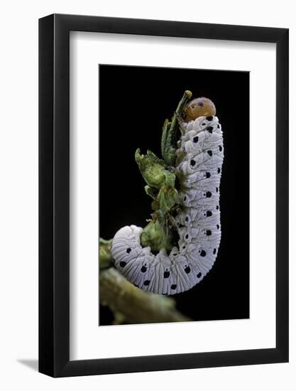 Tenthredo Neobesa (Common Sawfly, Tenthredinid Sawfly) - Larva-Paul Starosta-Framed Photographic Print