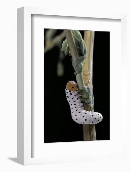 Tenthredo Neobesa (Common Sawfly, Tenthredinid Sawfly) - Larva-Paul Starosta-Framed Photographic Print