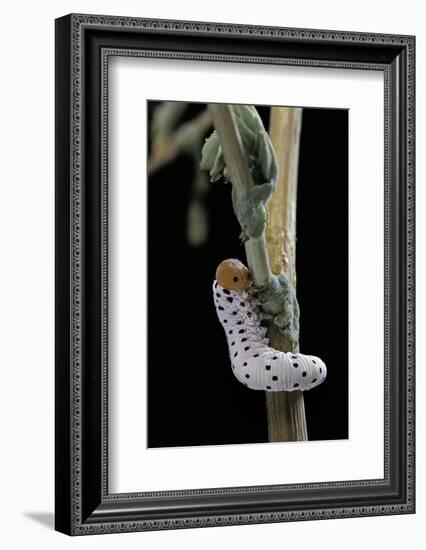 Tenthredo Neobesa (Common Sawfly, Tenthredinid Sawfly) - Larva-Paul Starosta-Framed Photographic Print