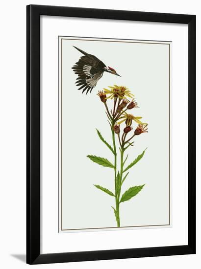 Tephroseris Flammea I-Melissa Wang-Framed Art Print