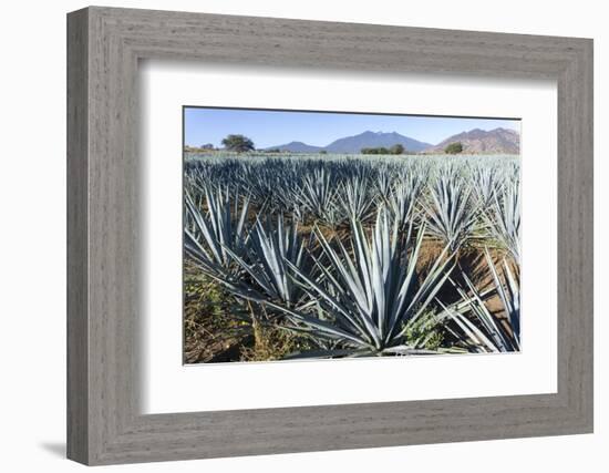 Tequila is made from the blue agave plant in the state of Jalisco and mostly around the city of Teq-Peter Groenendijk-Framed Photographic Print