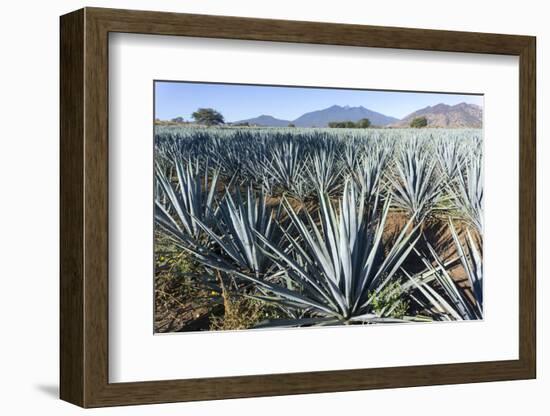 Tequila is made from the blue agave plant in the state of Jalisco and mostly around the city of Teq-Peter Groenendijk-Framed Photographic Print