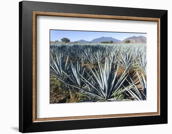 Tequila is made from the blue agave plant in the state of Jalisco and mostly around the city of Teq-Peter Groenendijk-Framed Photographic Print