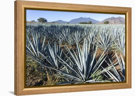 Tequila is made from the blue agave plant in the state of Jalisco and mostly around the city of Teq-Peter Groenendijk-Framed Premier Image Canvas