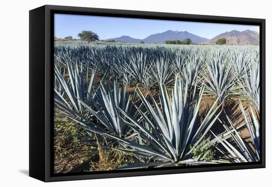 Tequila is made from the blue agave plant in the state of Jalisco and mostly around the city of Teq-Peter Groenendijk-Framed Premier Image Canvas