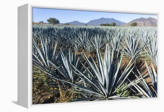 Tequila is made from the blue agave plant in the state of Jalisco and mostly around the city of Teq-Peter Groenendijk-Framed Premier Image Canvas