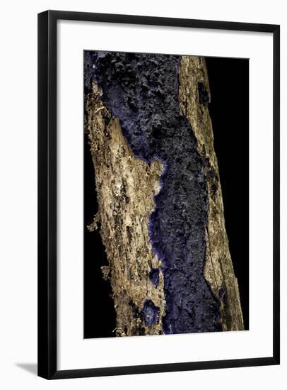 Terana Caerulea (Cobalt Crust, Velvet Blue Spread)-Paul Starosta-Framed Photographic Print