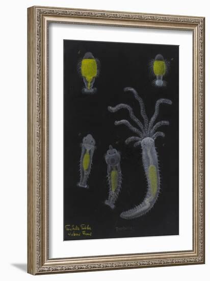 Terebella: Marine Worm-Philip Henry Gosse-Framed Giclee Print