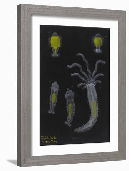 Terebella: Marine Worm-Philip Henry Gosse-Framed Giclee Print