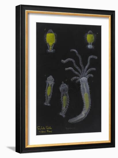 Terebella: Marine Worm-Philip Henry Gosse-Framed Giclee Print