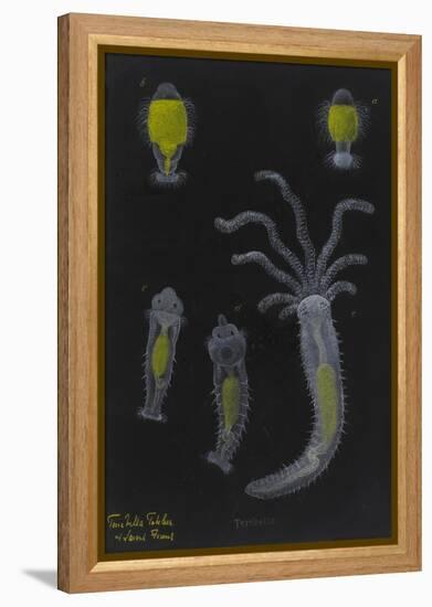 Terebella: Marine Worm-Philip Henry Gosse-Framed Premier Image Canvas