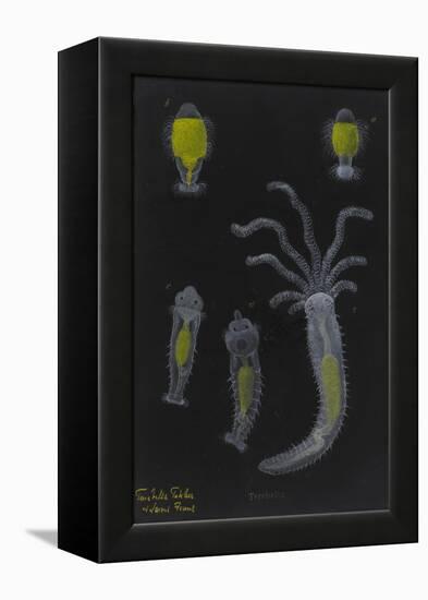 Terebella: Marine Worm-Philip Henry Gosse-Framed Premier Image Canvas