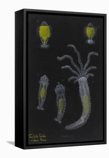 Terebella: Marine Worm-Philip Henry Gosse-Framed Premier Image Canvas