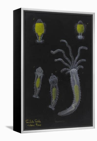 Terebella: Marine Worm-Philip Henry Gosse-Framed Premier Image Canvas