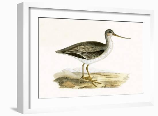 Terek Godwit,  from 'A History of the Birds of Europe Not Observed in the British Isles'-English-Framed Giclee Print