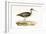 Terek Godwit,  from 'A History of the Birds of Europe Not Observed in the British Isles'-English-Framed Giclee Print