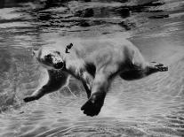 Polar Bear Swimming Underwater at London Zoo-Terence Spencer-Photographic Print