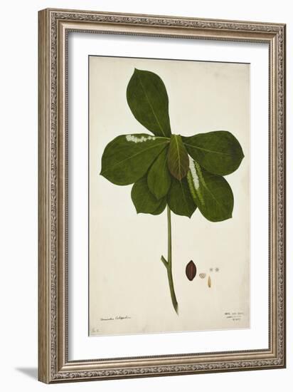 Terminalia Catappa Linn, 1800-10-null-Framed Giclee Print