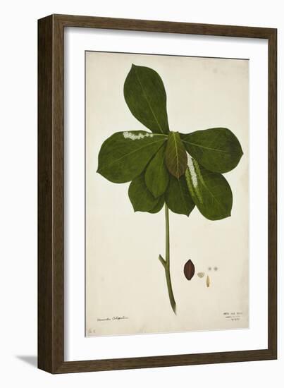 Terminalia Catappa Linn, 1800-10-null-Framed Giclee Print