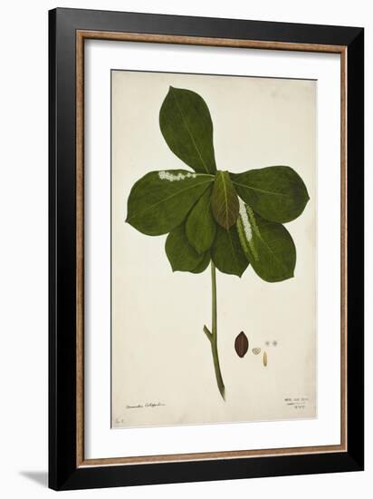 Terminalia Catappa Linn, 1800-10-null-Framed Giclee Print