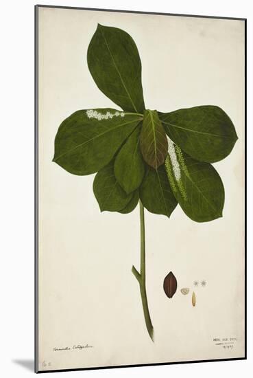 Terminalia Catappa Linn, 1800-10-null-Mounted Giclee Print