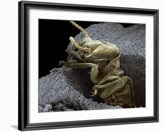 Termite Emerging From Wood, SEM-Steve Gschmeissner-Framed Photographic Print