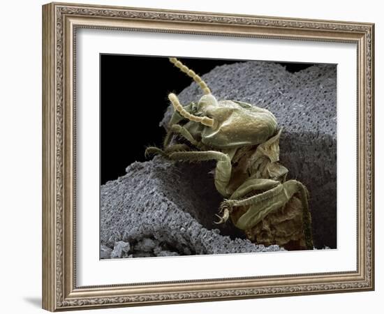 Termite Emerging From Wood, SEM-Steve Gschmeissner-Framed Photographic Print