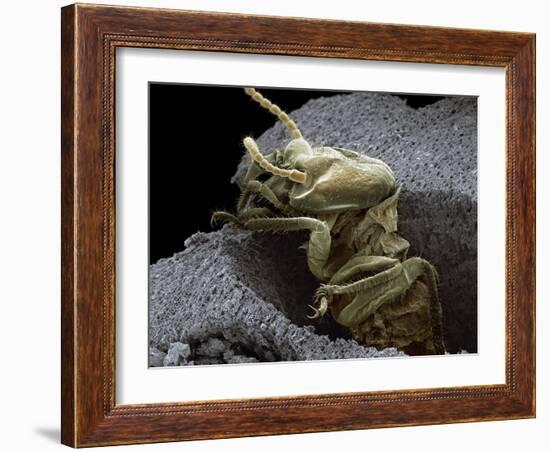 Termite Emerging From Wood, SEM-Steve Gschmeissner-Framed Photographic Print