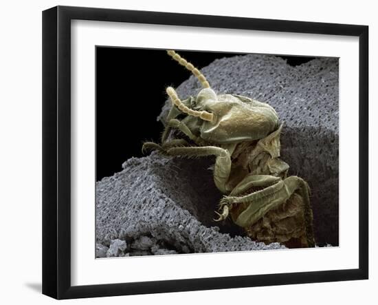 Termite Emerging From Wood, SEM-Steve Gschmeissner-Framed Photographic Print