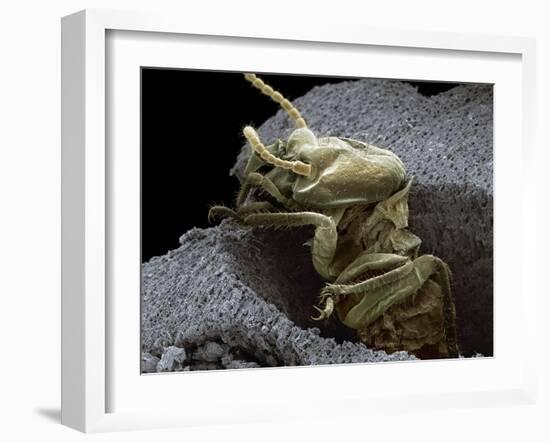 Termite Emerging From Wood, SEM-Steve Gschmeissner-Framed Photographic Print