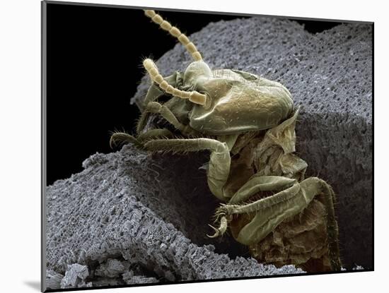 Termite Emerging From Wood, SEM-Steve Gschmeissner-Mounted Photographic Print