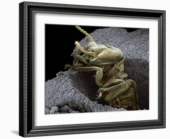 Termite Emerging From Wood, SEM-Steve Gschmeissner-Framed Photographic Print